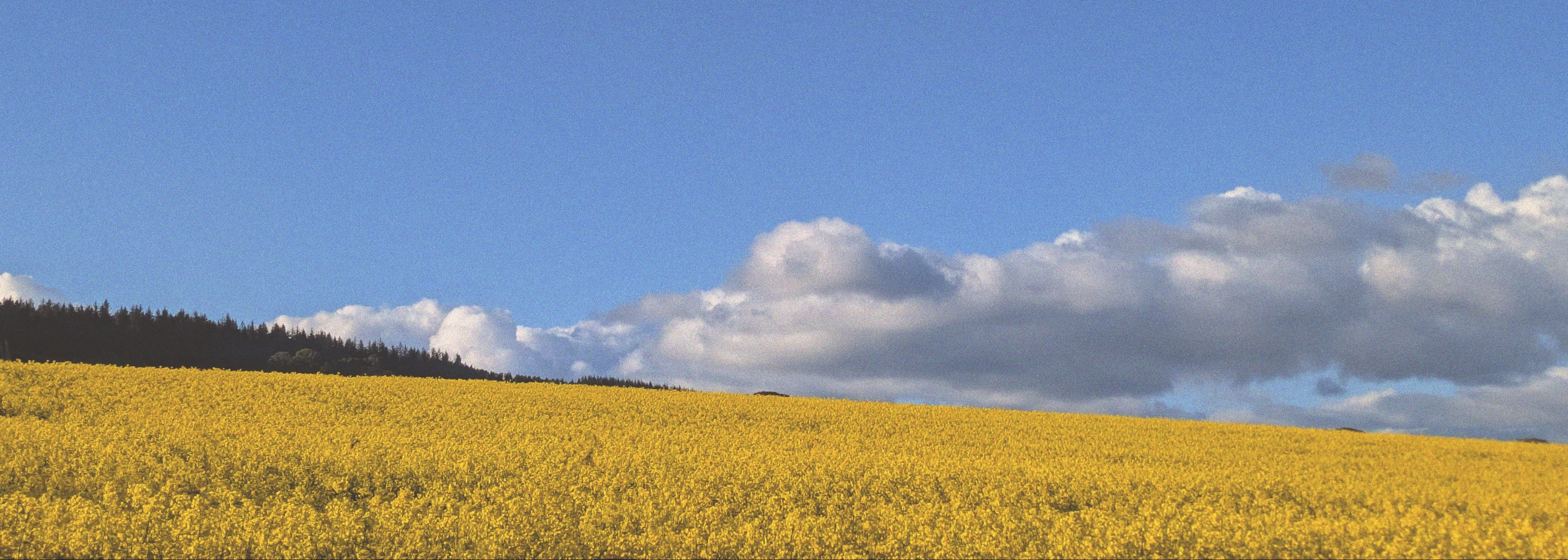 Yellow field with a blue sky and scattered clouds